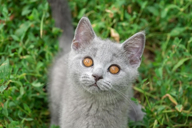 Kleine schattige grijze pluizige kitten buiten kitten eerste stappenx9