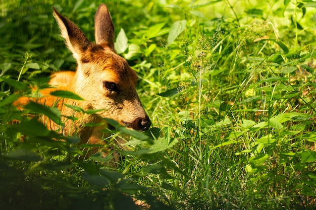 Kleine schattige herten liggend in het groen in de zon