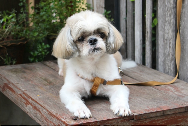 kleine schattige hond buiten wachten op zijn baasje