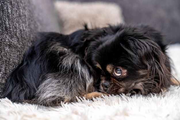 Kleine schattige hond op de bank