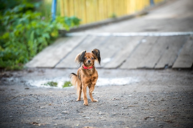 Kleine schattige hond op wandeling