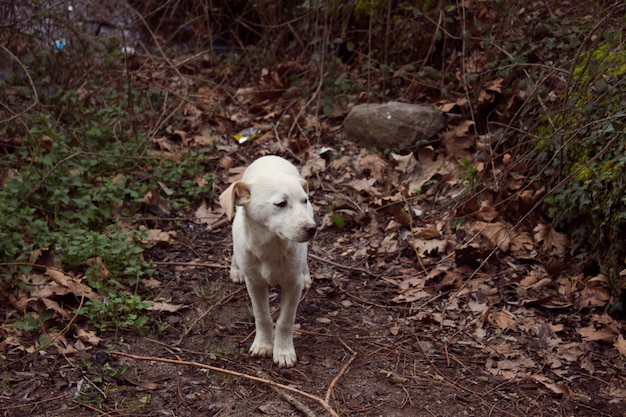 kleine schattige hond puppy wandelen in de natuur