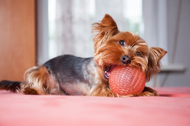 Kleine schattige hond yorkshire terrier die thuis speelt met roze bal