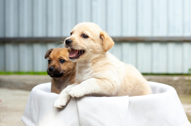 Kleine schattige honden in de tuin