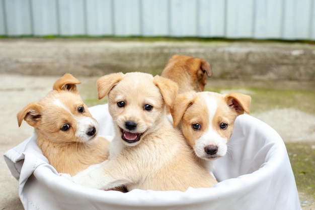 Kleine schattige honden in de tuin