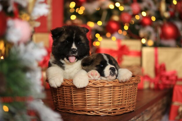 kleine schattige husky puppy's in een rieten mand tegen de achtergrond van nieuwjaarsdecor