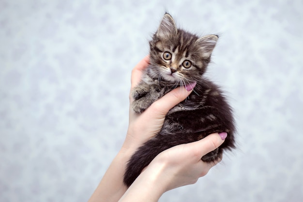 Kleine schattige kitten in de handen van een meisje