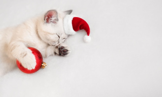 Kleine schattige kitten slapen in kerstmuts met rode kerst ornament