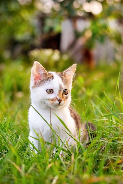 Kleine schattige kitten zittend in de tuin in het hoge gras