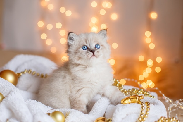 Kleine schattige kitten zittend in een deken