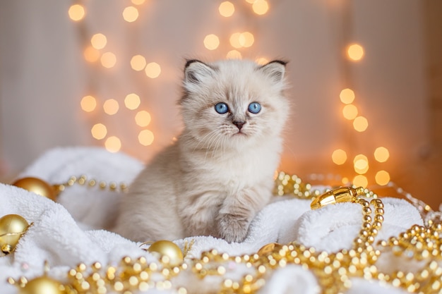 Kleine schattige kitten zittend in een deken