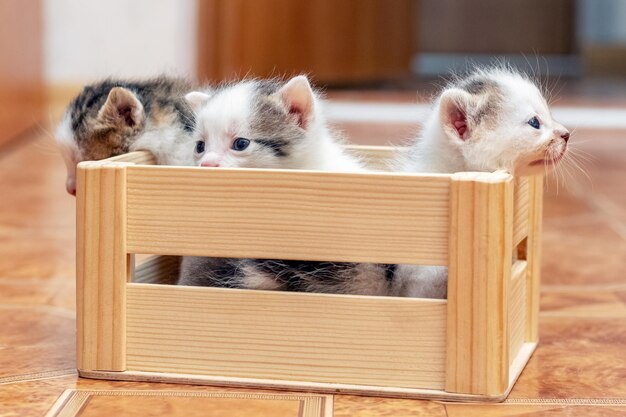 Kleine schattige kittens in een houten kist proberen uit de kist te komen