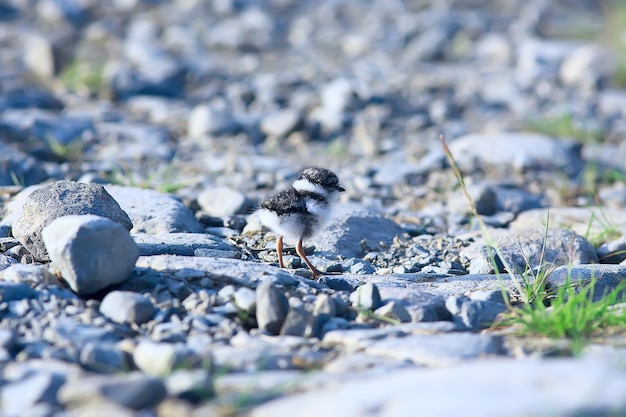 kleine schattige meid / kleine meeuw in het wild, mooie meid in het wild