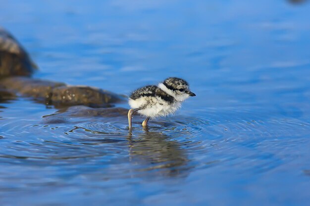 kleine schattige meid / kleine meeuw in het wild, mooie meid in het wild