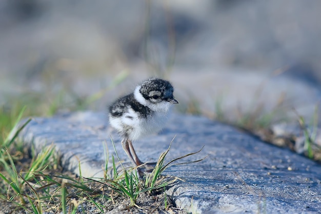 kleine schattige meid / kleine meeuw in het wild, mooie meid in het wild