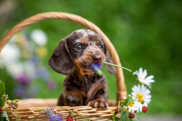 Foto kleine schattige mini teckel puppy in mand met bloemen buiten