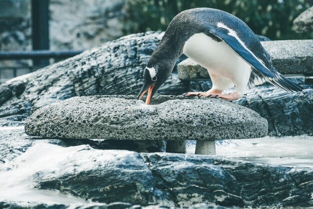 Kleine schattige pinguïn die kiezelstenen verzamelt