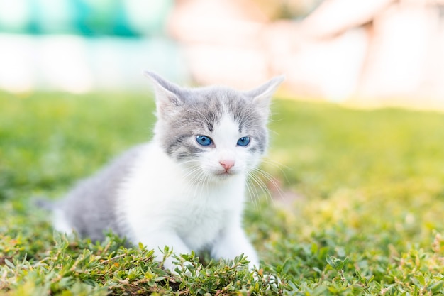 Kleine schattige pluizige grijze kitten in groen gras op een zomerdag. Portret van een kitten in de natuur.