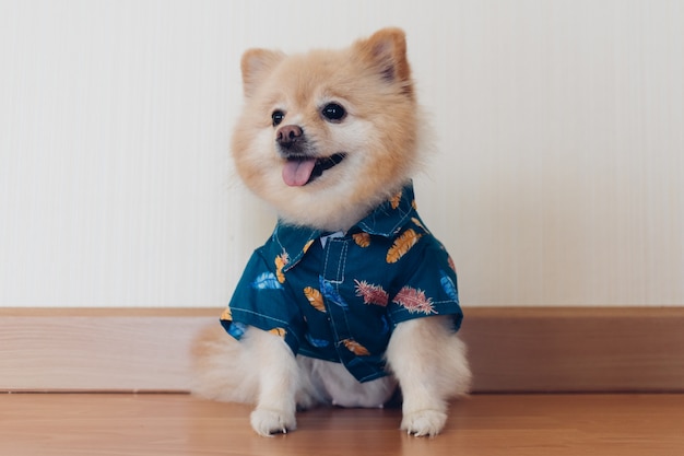 Kleine schattige Pommeren hond in blauw shirt zit in de hoek.