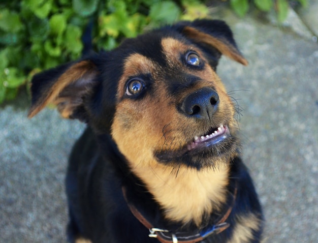 Kleine schattige puppy in de natuur