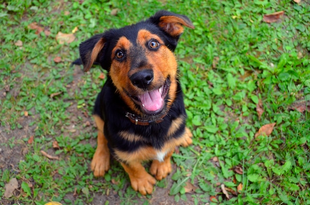 Kleine schattige puppy in de natuur