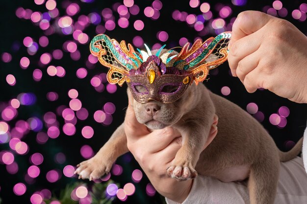 Kleine schattige puppy in een carnaval Nieuwjaarsmasker Carnaval voor huisdieren Prettige familie Kerstmis en Nieuwjaar