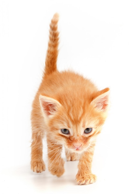 Kleine schattige rode kitten met blauwe ogen