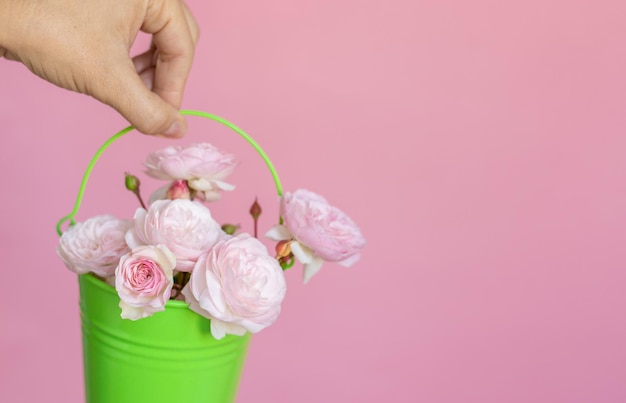 kleine schattige rozentak boeket bloemen in vrouwenhand of in groene kleur emmer geïsoleerd op roze ruimte