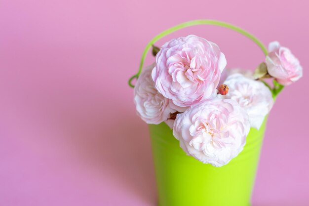 kleine schattige rozentak boeket bloemen in vrouwenhand of in groene kleur emmer geïsoleerd op roze ruimte