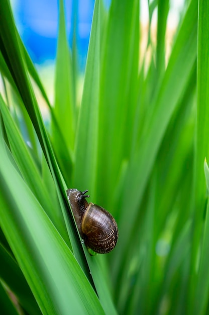 Kleine schattige slak kruipt langs het weelderige groene gras