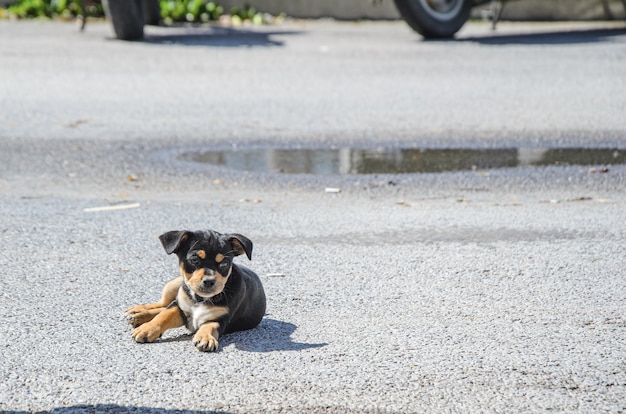 Kleine schattige zwarte pup liggend op de weg.