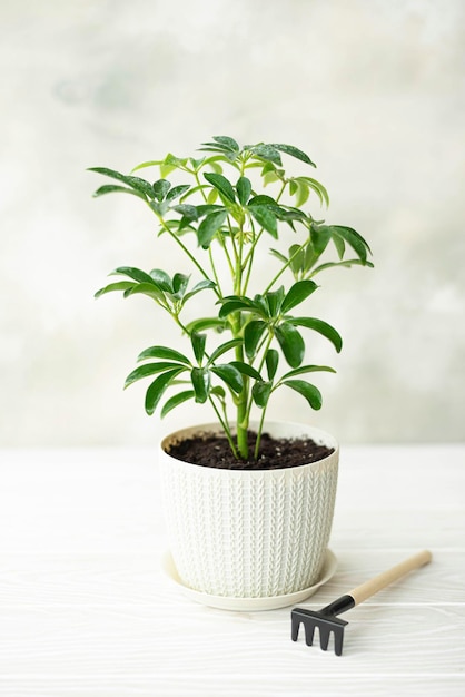 Foto kleine schefflera plant in een witte pot op tafel