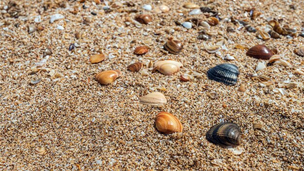 Kleine schelpen op de achtergrond van de oceaankust