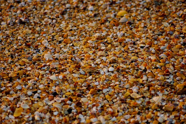 Kleine schelpen op de strandachtergrond