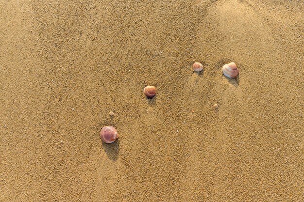 Kleine schelpen op een zandstrand met kopieerruimte eromheen