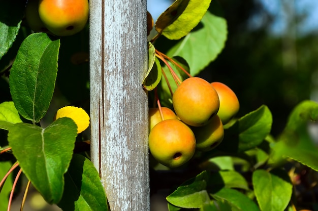 Kleine, schone, appelbestuiver op takken