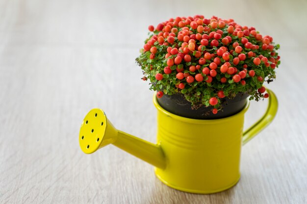 Kleine sierbloem met rode beeds in een gele gieter. Nertera granadensis. Koraal kraalplant. Pin-kussen plant. Koraalmos. Baby tranen.