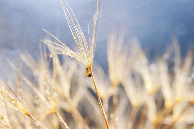 Kleine slak op paardebloem bloem natuur achtergrond met paardebloem