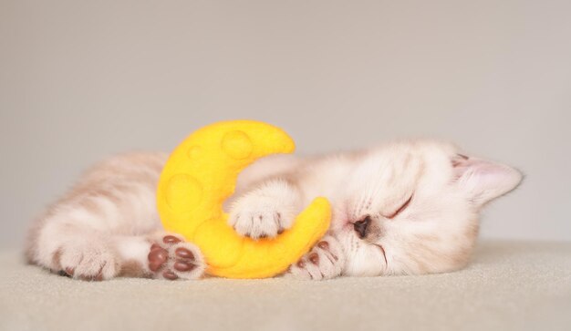 Kleine slapende schattige beige Schotse kat met gele speelgoedmaan op de beige achtergrond Soft focus