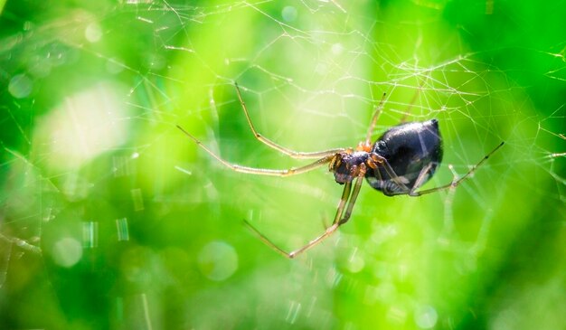 Kleine spin op een web op een groene onscherpe achtergrond met bokeh en kopieerruimte