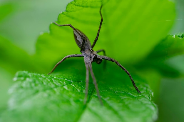 Kleine spin pisaura mirabilis zit op een groen blad Macro foto