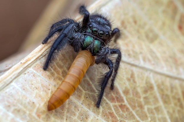 Kleine spinnen met grote prooi