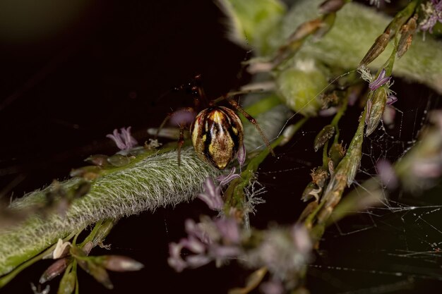 Kleine spinnewebspin van de familie Theridiidae