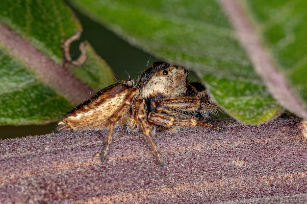 Kleine springspin van de substam Dendryphantina