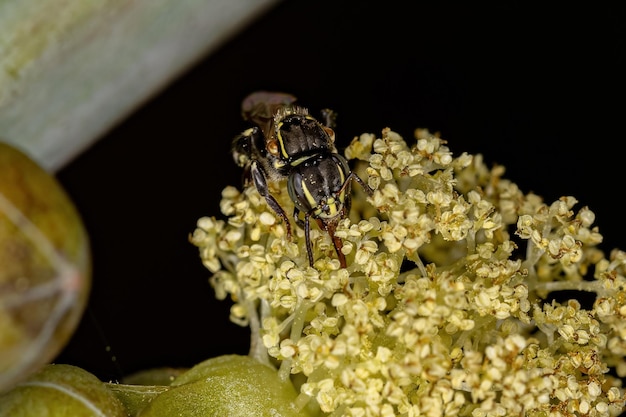 Kleine springspin van de substam Dendryphantina