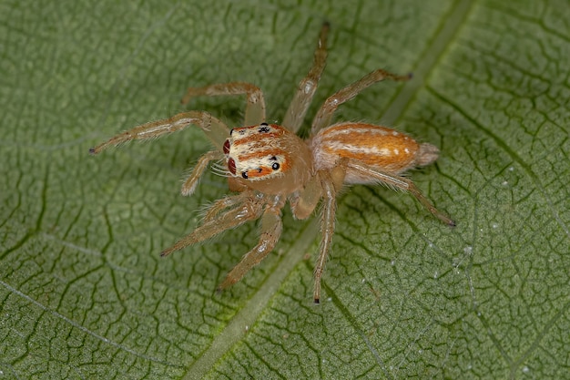 Kleine springspin van het geslacht Chira