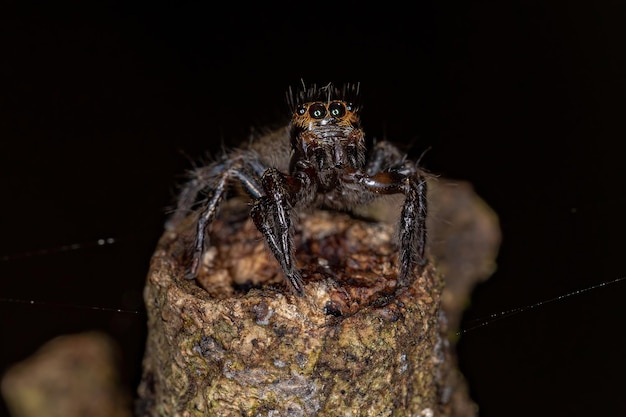 Kleine springspin van het geslacht Corythalia die geurige mieren van de soort Dolichoderus bispinosus op een stam nabootst