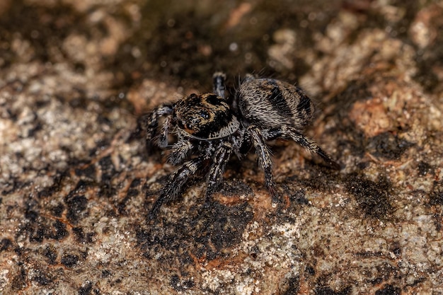 Kleine springspin van het geslacht Corythalia