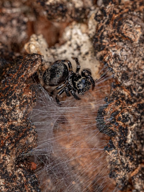 Kleine springspin van het geslacht Corythalia