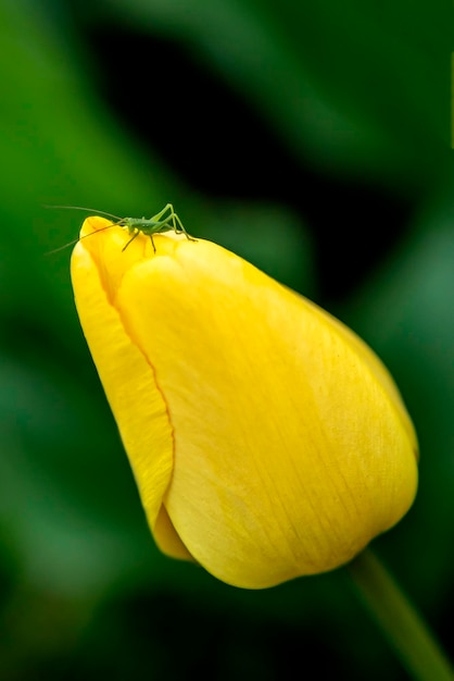 Kleine sprinkhaan op een bloemclose-up